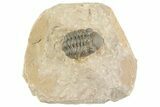 Curled Reedops Trilobite - Lghaft, Morocco #377011-2